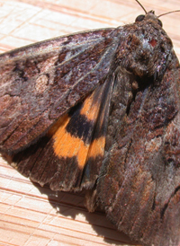 Little Wife Underwing